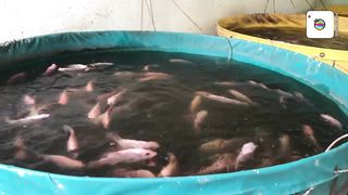 TEBAR IDEAL NILA TERBUKTI IKAN CEPAT BESAR
