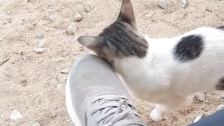 Pussycat
