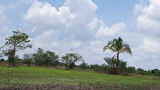 Farm rice