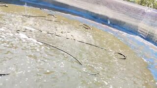 pangas fish grading and stocking