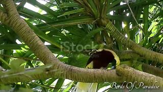 Brids of paradise