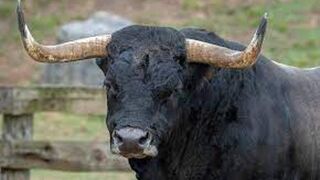 WHEN A BULL IS BEING LEAD TO THE SLAUGHTER