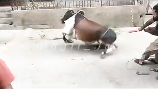 Brutally Cow running