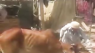 Power full cow