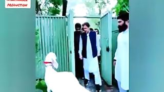 Imran Khan Eid ki Qurbani
