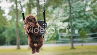 Dog riding on a swing