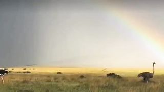 AFRICA TOURISM ,MASAI MARA KENYA