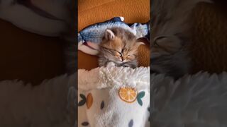 Be careful too cute cats