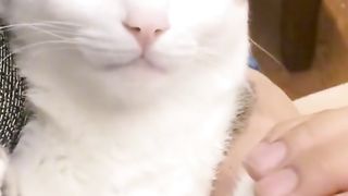 Amazing ???????????????????? ???????? videos funny videos ???????? entertainment 4