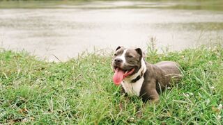 Most dangerous dogs