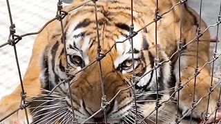 Would you like to become a hungry tiger for lunch!