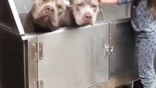 TWIN BULLDOGS THIS IS THE DOG YOU WANT TO HAVE