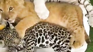 three cub