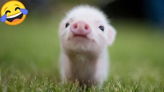 Funniest Animals Videos 2023???????? Funny Cats And Dogs Videos????????