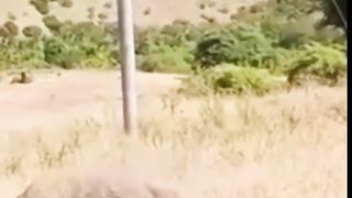 SAVAGE PREDATOR: WATCH AS A KOMODO DRAGON DEVOURS AN ENTIRE ANTELOPE.