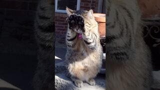 Funny video