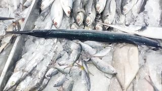 Amazing Big Fish for Your Cooking Adventure
