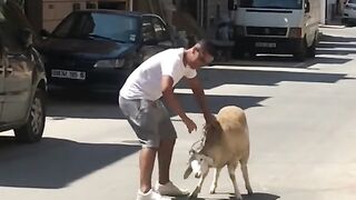 J'ai failli finir à la place du mouton. Partie 1/2