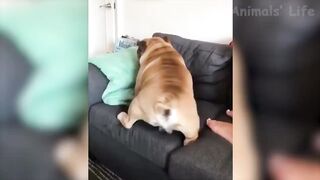 Funniest Dogs and Cats videos 2021.