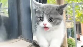 Funny cats 51