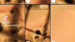 Kittens 3