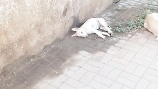 Very funny dogs video