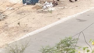 Chicken come to roost.