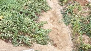 Backyard Vegetables