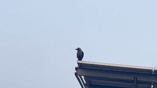 Crow in bad tempers