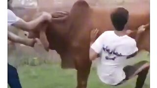 Funny video spot me bhai log 177