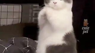 Funny cats ???????? 5