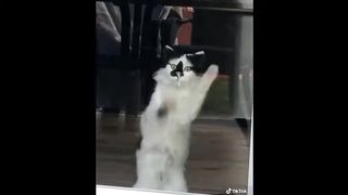 ???? Funniest & Cutest Animals Ever