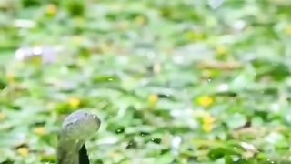 Ikan dan Burung