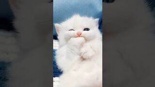 Cats, cats