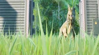 Carnivore Dinosaurs Escape from Park _ SPECIAL SHOWCASE _ JURASSIC WORLD _ JWE2
