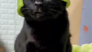 Take stock of those meows that have been played badly by their masters, meow: Be yourself!