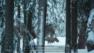 “This old bull is still a formidable force” _ Prehistoric Planet _ Ice World