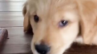 Funniest Doggos of TikTok ~ Most Adorable Puppies TIK TOK 4