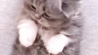 Cats, cats 2