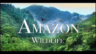 #Wald life Amazon video follow me like