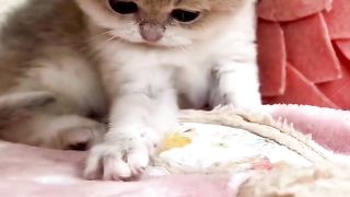 Cute kitten,s
