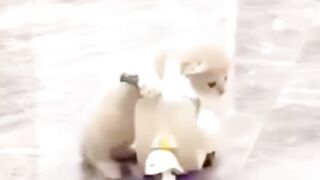 Cats, cats 3
