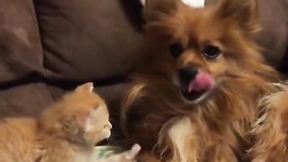 Most Amazing PETS of TikTok Compilation ???????? Animals Doing Funny Things! 2
