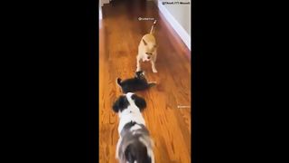 FUNNY DOG MEMES ???????? and MOST TRENDING PUPPY 2023 v62 |???? Moments of Cute Animal | You Laugh You Lose 2