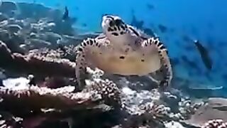 Beutifull nature