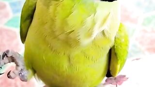 Parrot calling Mithu