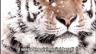 Motivatsion video