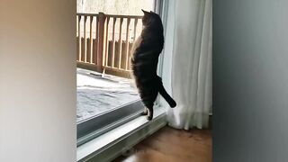 Videos De Risa de Animales - Gatos Chistosos - Gracioso videos de reacción de gato de la semana