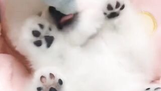 Dog tik tok