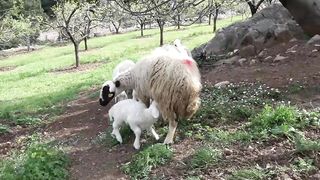 shepherd